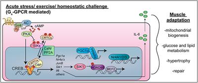 Anabolic and Pro-metabolic Functions of CREB-CRTC in Skeletal Muscle: Advantages and Obstacles for Type 2 Diabetes and Cancer Cachexia